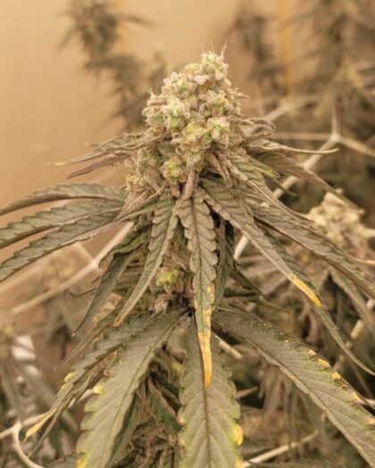 Miracle Alien Cookies