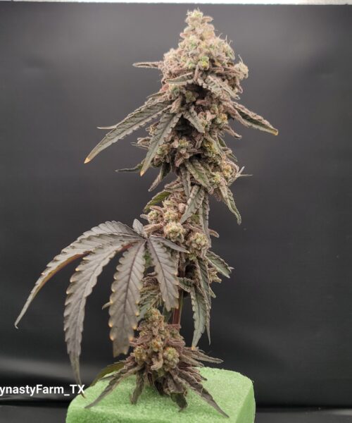 Miracle Alien Cookies (M.A.C.1)