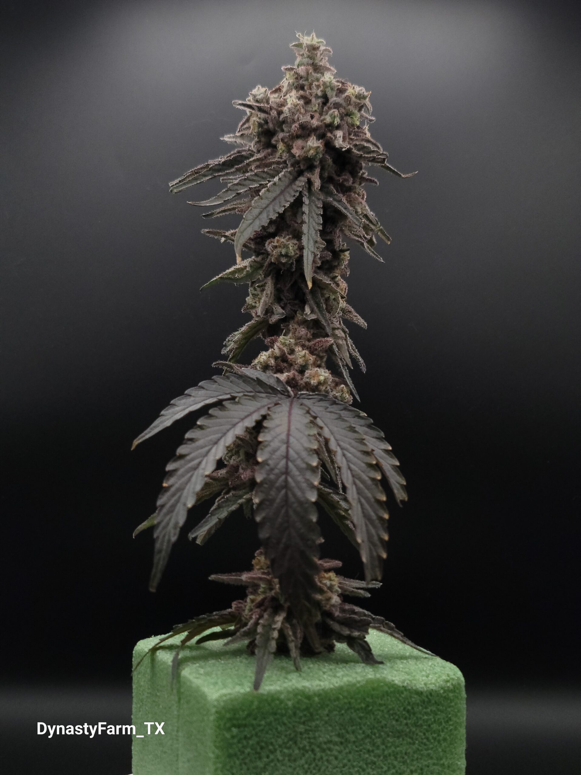 Miracle Alien Cookies (M.A.C.1) (Capulator's Cut) - Image 2