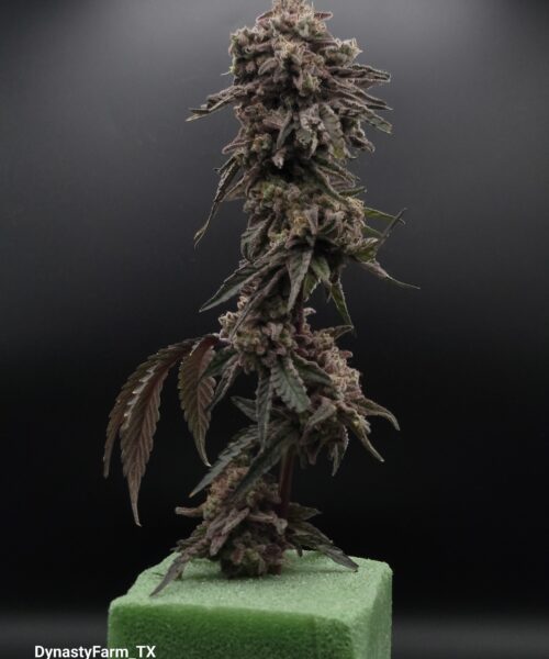 Miracle Alien Cookies (M.A.C.1)