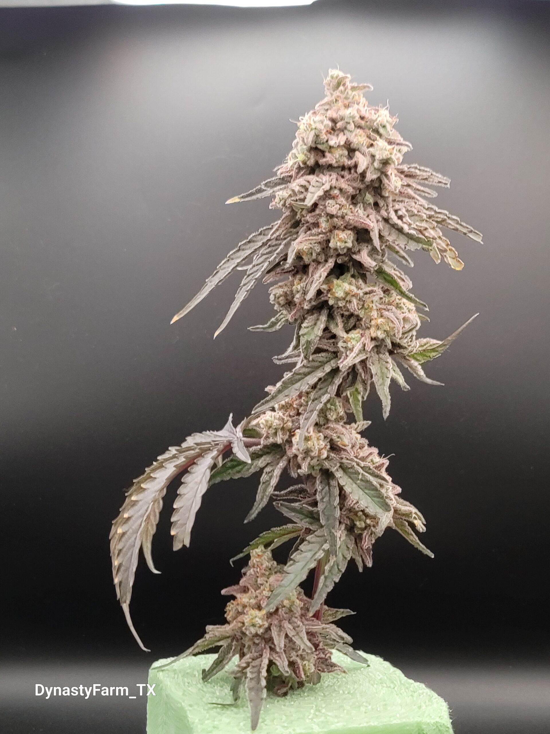 Miracle Alien Cookies (M.A.C.1) (Capulator's Cut) - Image 3