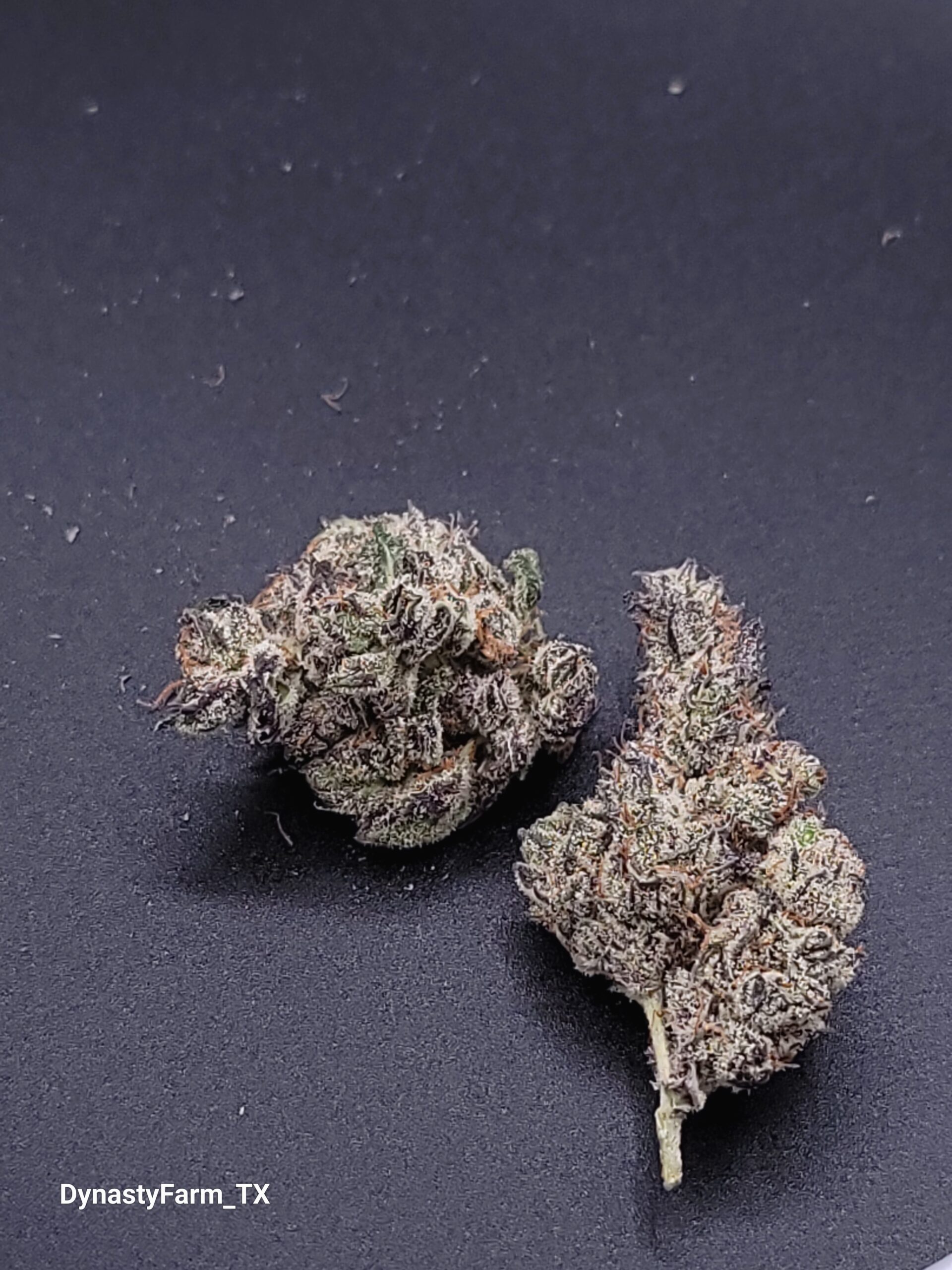 White Truffle - Image 5