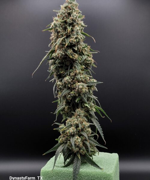 CandyLand