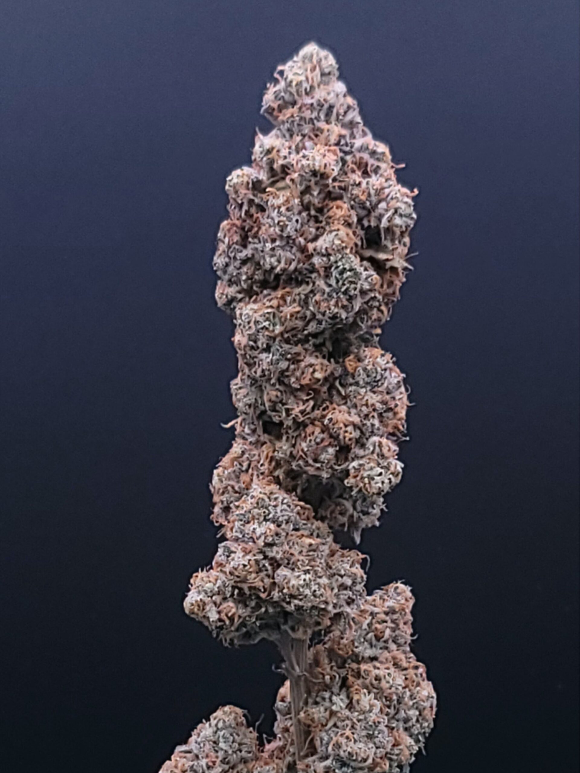 Chief Keef's Gross (Breeder's Cut) - Image 6
